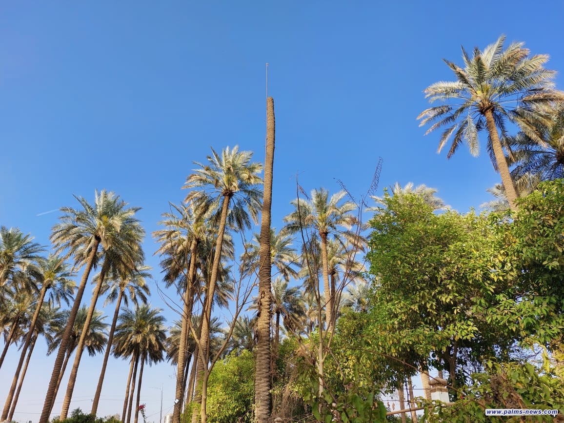 قضاء الصويرة في محافظة واسط يتصدر إنتاج التمور عراقياً بأكثر من 100 ألف طن ومليون نخلة مثمرة.